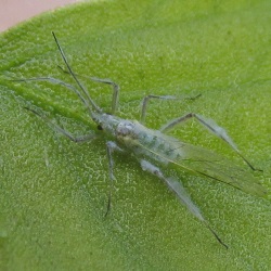 Euceraphis punctipennis